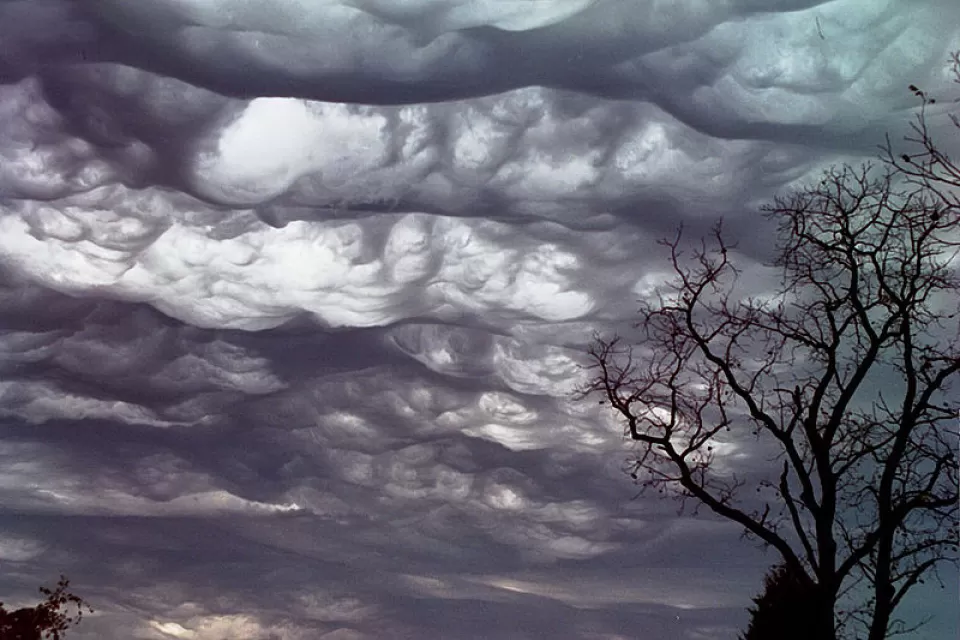 Asperatus